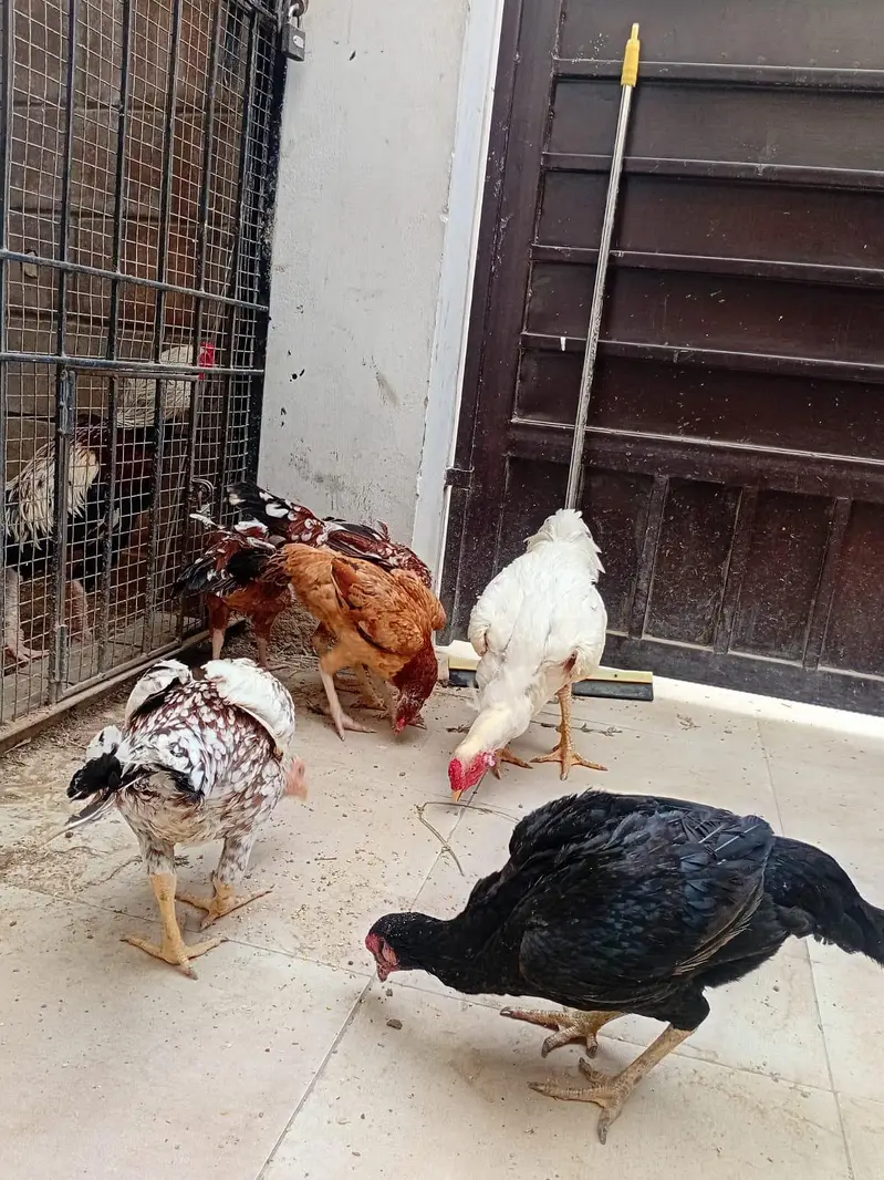 Murga aur anday dene wali Murgiya for sell — photo 3