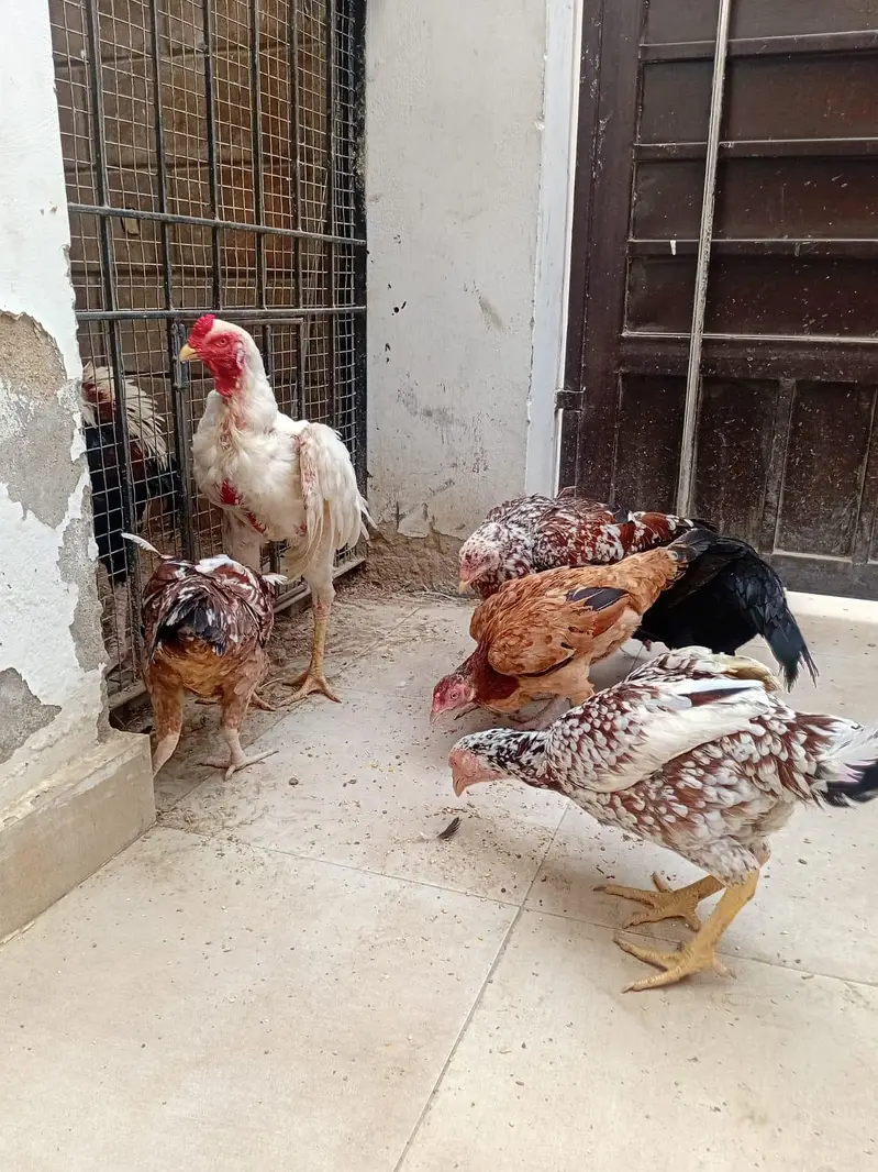 Murga aur anday dene wali Murgiya for sell — photo 4