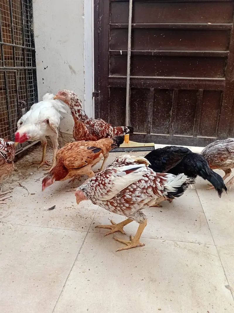 Murga aur anday dene wali Murgiya for sell — photo 5
