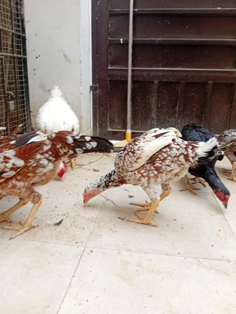 Murga aur anday dene wali Murgiya for sell — photo 6