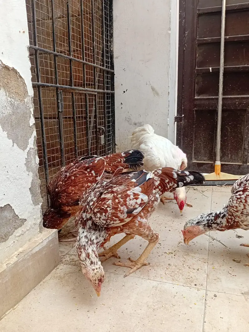 Murga aur anday dene wali Murgiya for sell — photo 7