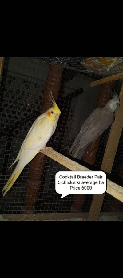 Cocktail parrots our budgies for sale contact number 03098285378