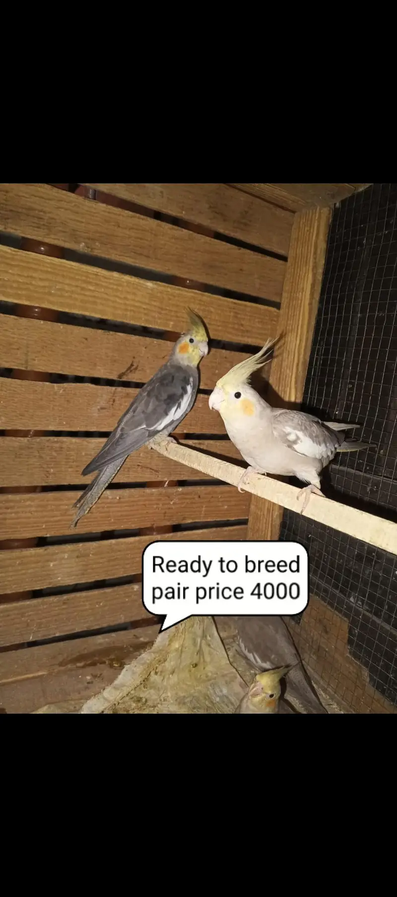 Cocktail parrots our budgies for sale contact number 03098285378 — photo 2