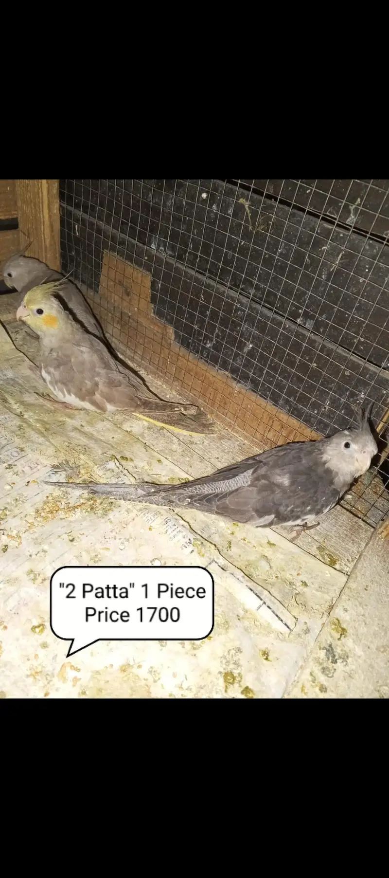 Cocktail parrots our budgies for sale contact number 03098285378 — photo 3