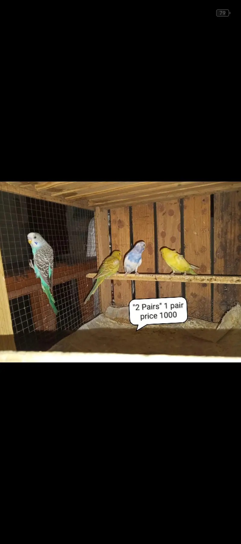 Cocktail parrots our budgies for sale contact number 03098285378 — photo 4