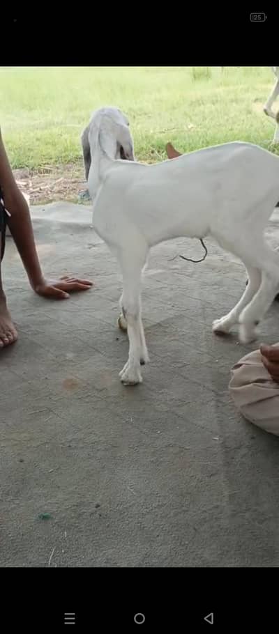 leli hey 1 month ki