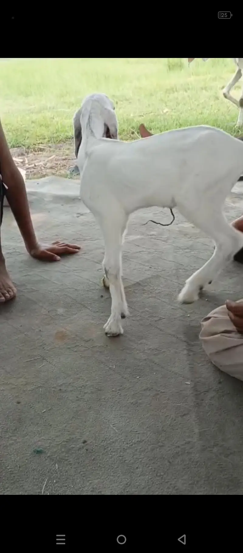 leli hey 1 month ki — photo 3
