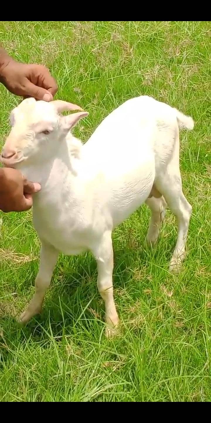 Bakra for sale 0