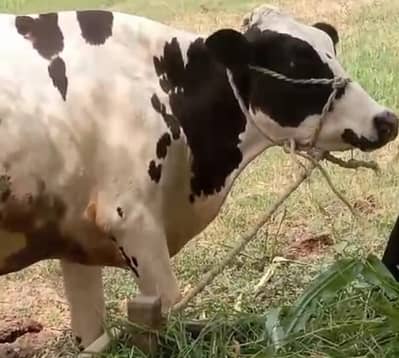 jersey cross cow /cholistani cross/faresion sahiwal cross/گاے