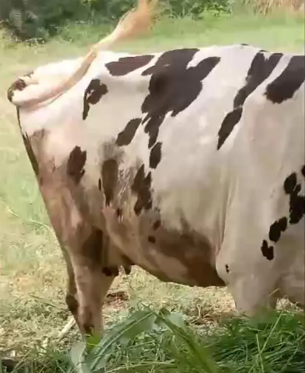 jersey cross cow /cholistani cross/faresion sahiwal cross/گاے — photo 2