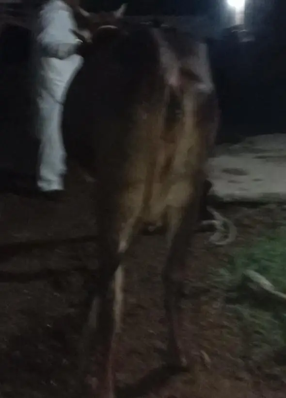 jersey cross cow /cholistani cross/faresion sahiwal cross/گاے — photo 4