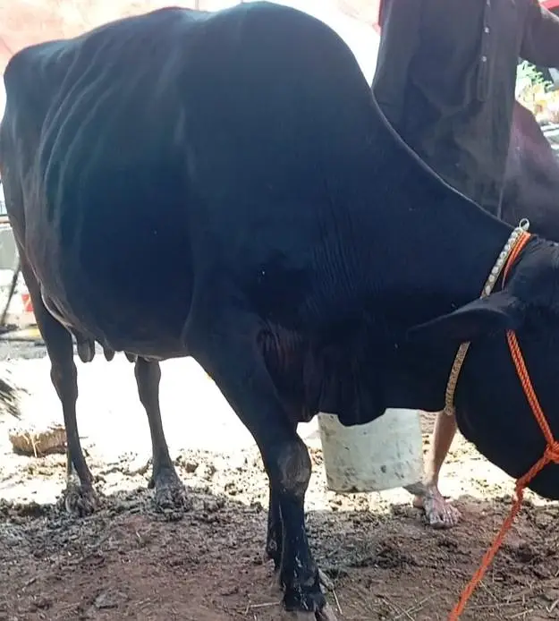 jersey cross cow /cholistani cross/faresion sahiwal cross/گاے — photo 5