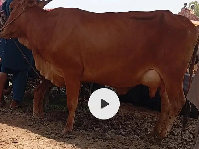 jersey cross cow /cholistani cross/faresion sahiwal cross/گاے — photo 6