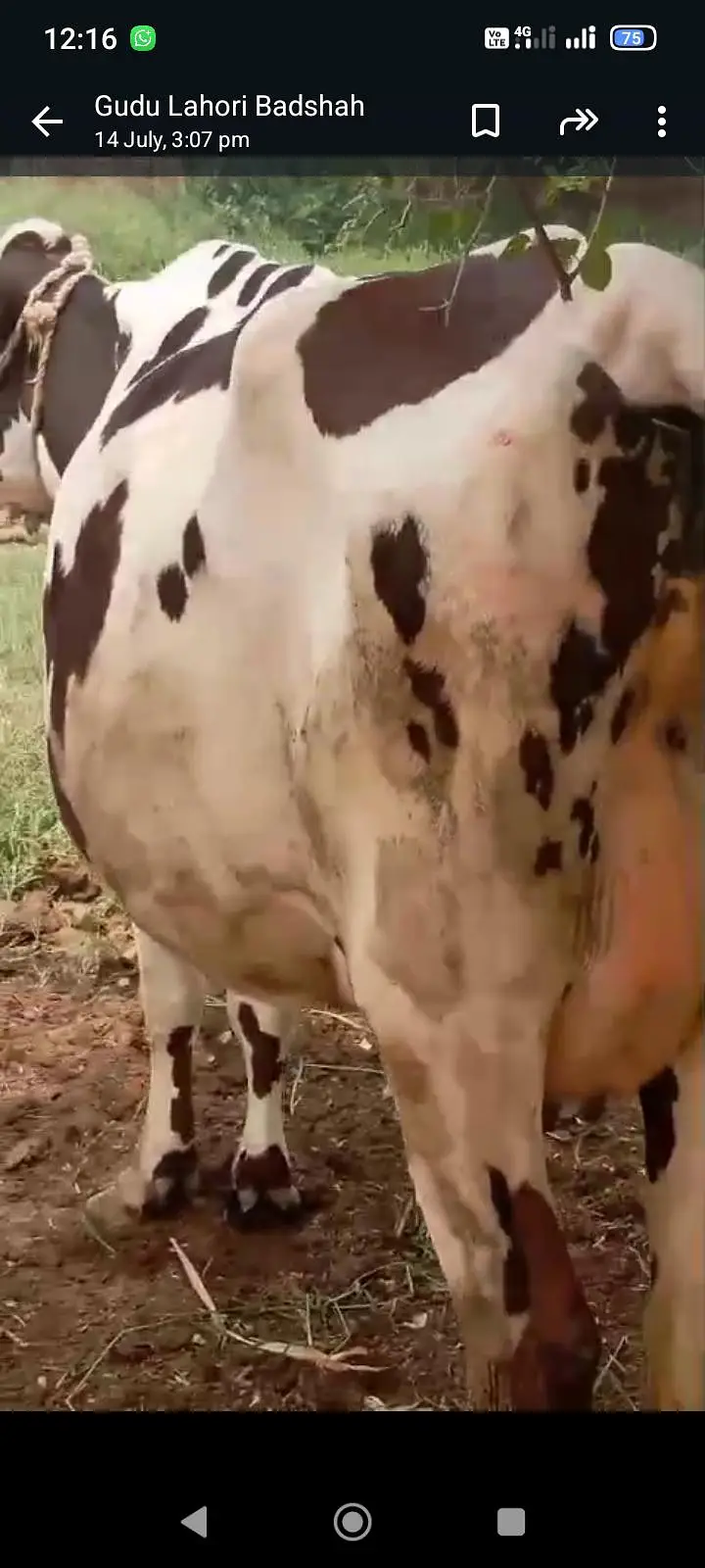jersey cross cow /cholistani cross/faresion sahiwal cross/گاے — photo 7