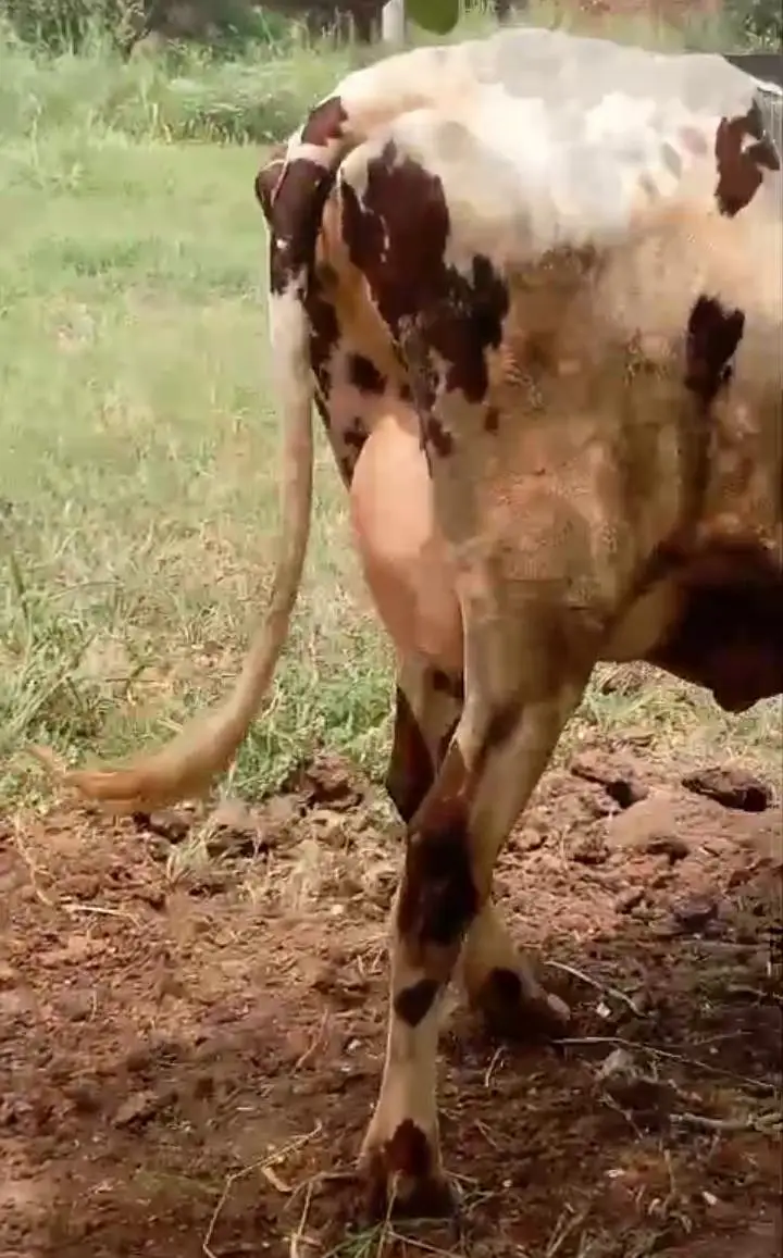 jersey cross cow /cholistani cross/faresion sahiwal cross/گاے — photo 8