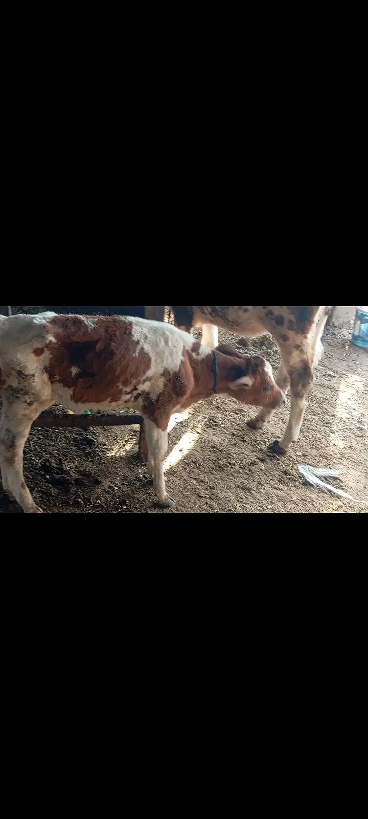 jersey cross cow /cholistani cross/faresion sahiwal cross/گاے — photo 9