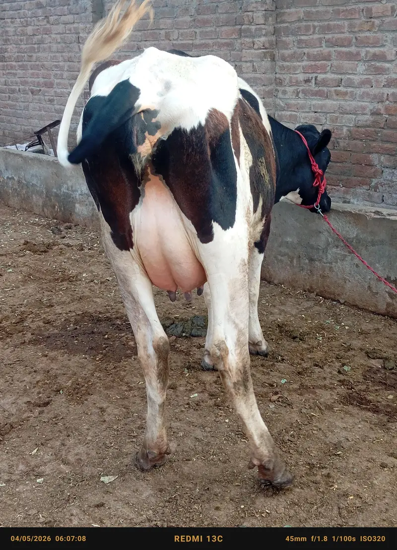 jersey cross cow /cholistani cross/faresion sahiwal cross/گاے — photo 11