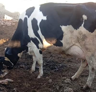 jersey cross cow /cholistani cross/faresion sahiwal cross/گاے