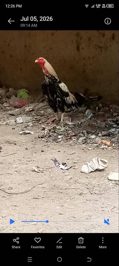 Pura mianwali