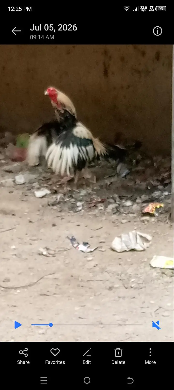 Pura mianwali — photo 3