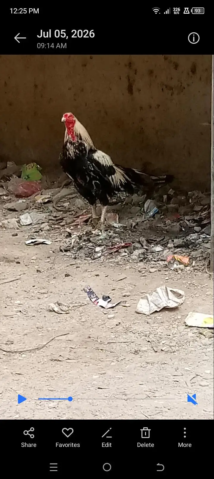 Pura mianwali — photo 4