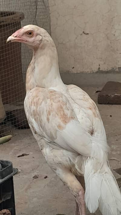 Heera Aseel for sale in Lahore