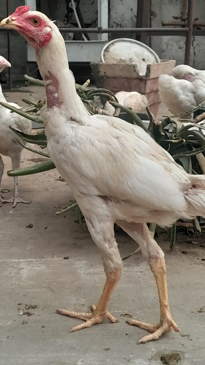 Heera Aseel for sale in Lahore — photo 2