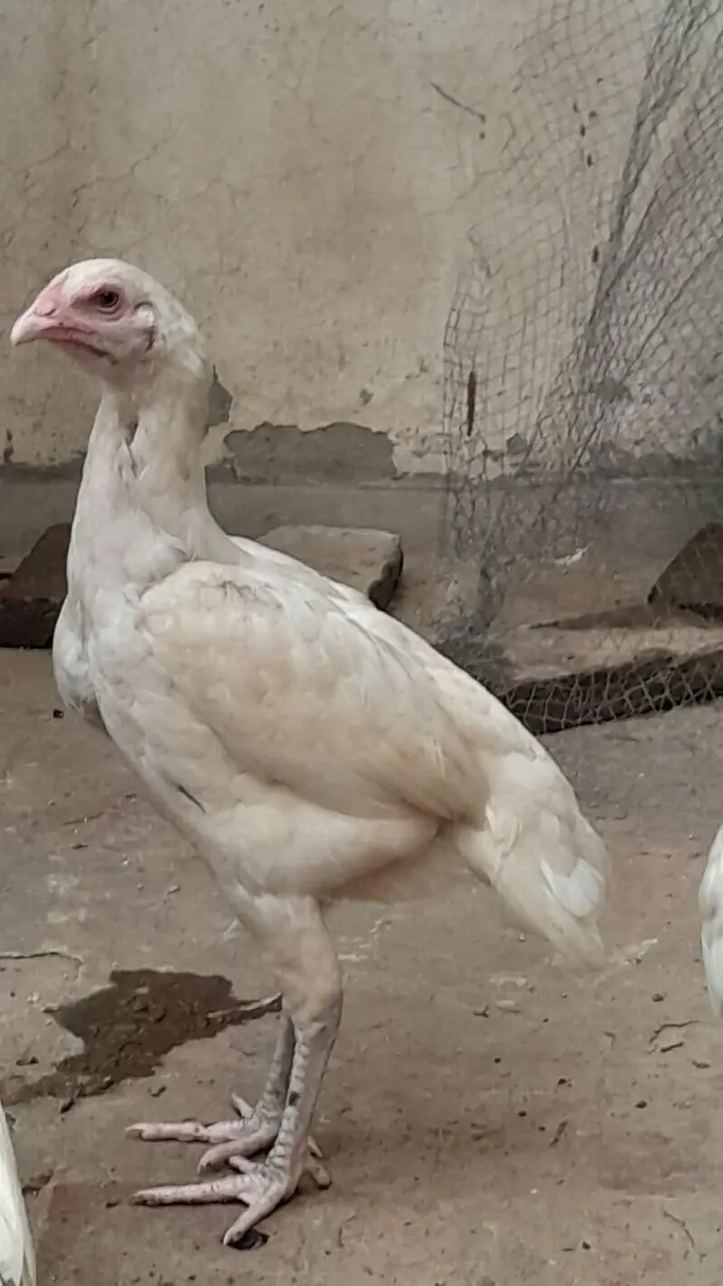 Heera Aseel for sale in Lahore — photo 4