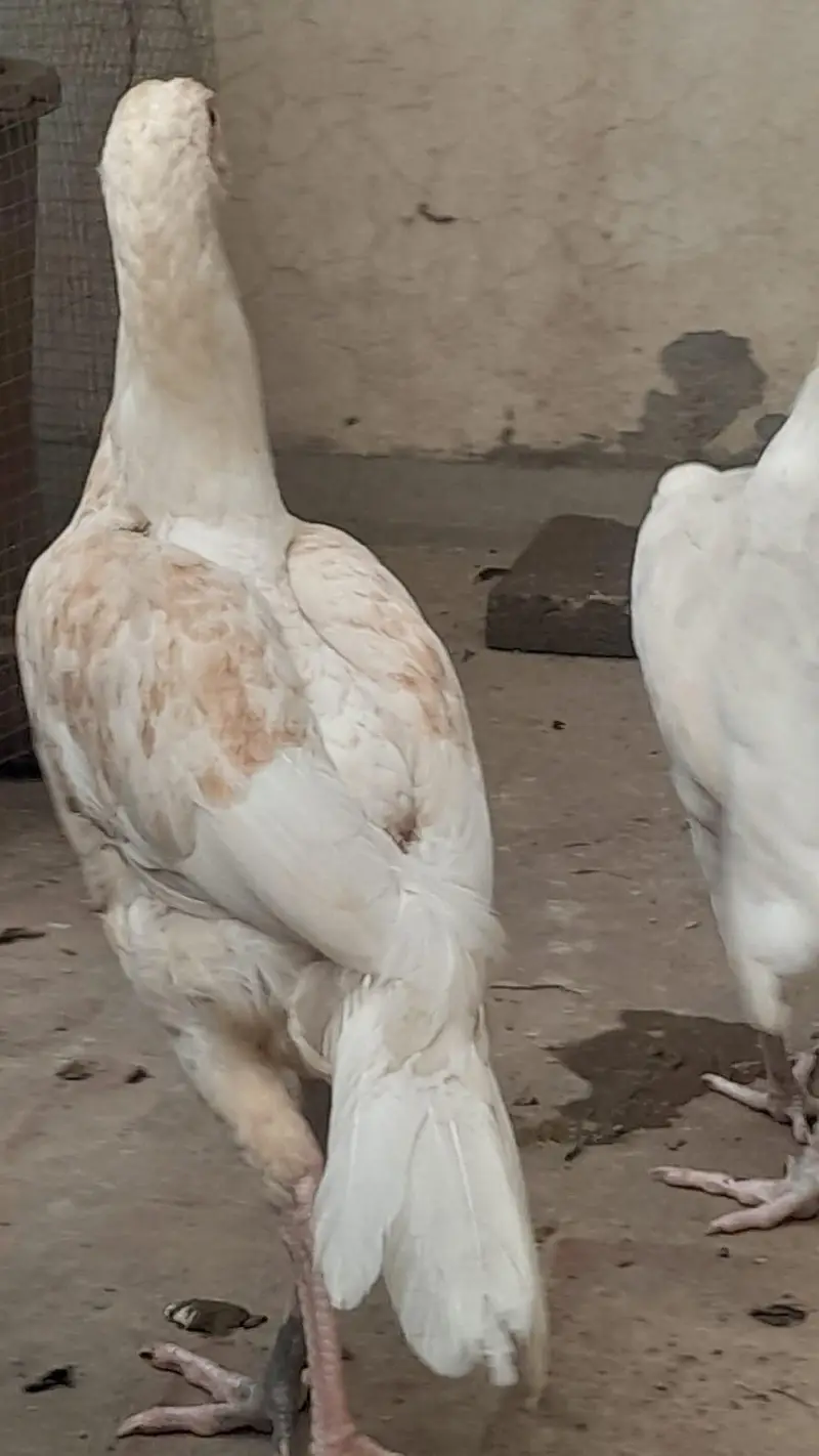 Heera Aseel for sale in Lahore — photo 5