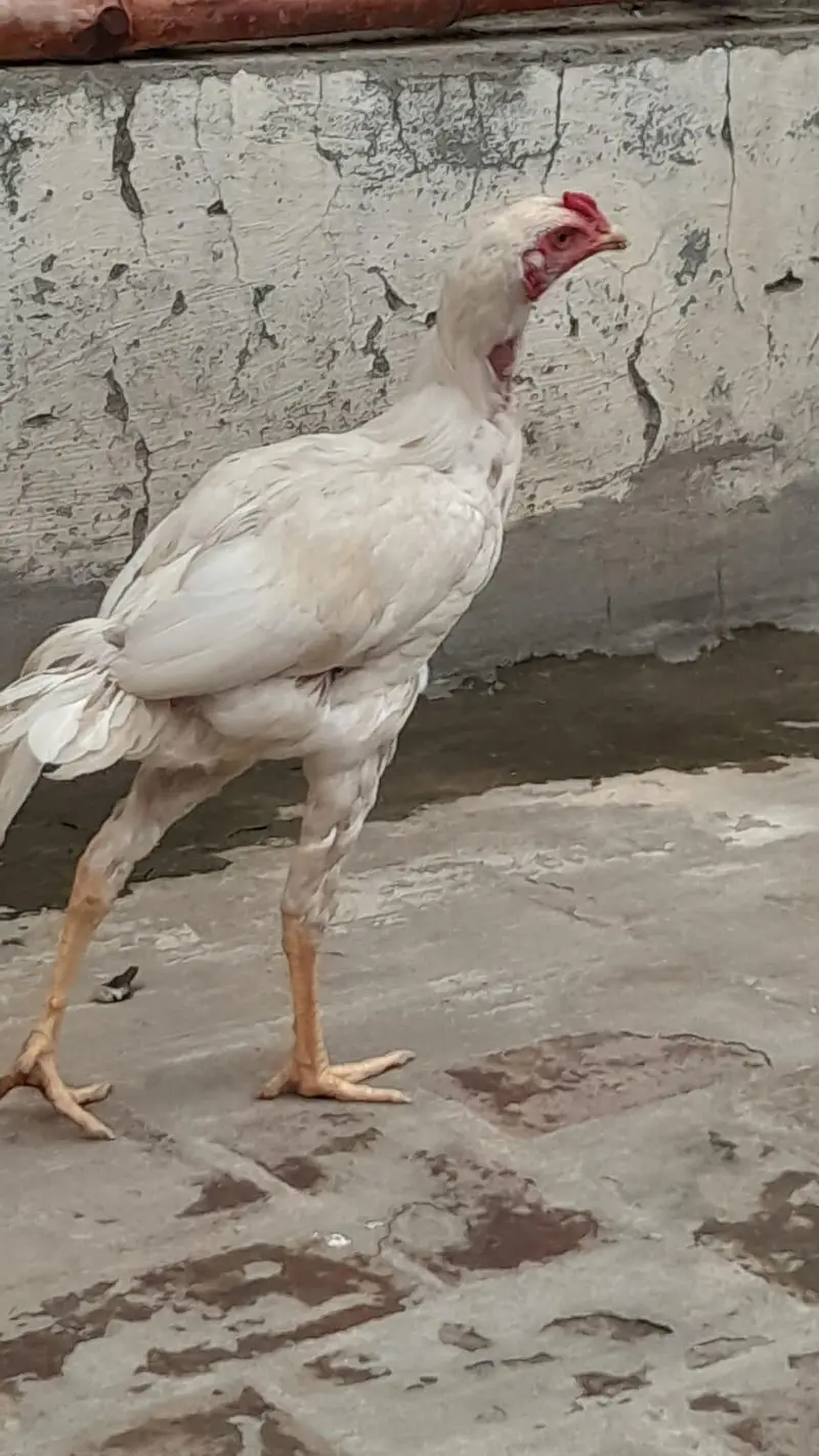 Heera Aseel for sale in Lahore — photo 6