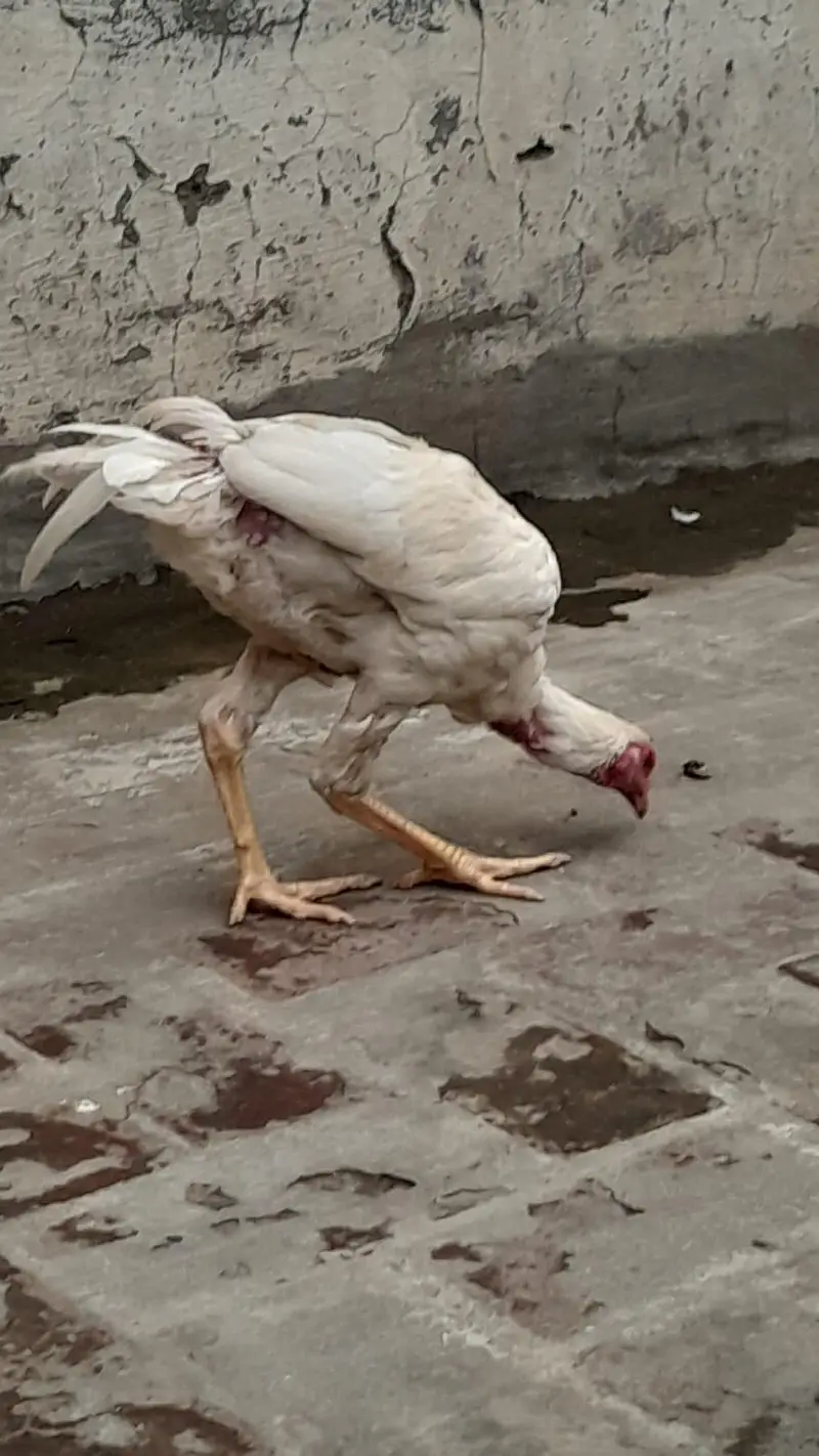 Heera Aseel for sale in Lahore — photo 7