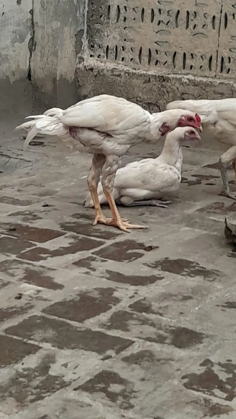 Heera Aseel for sale in Lahore — photo 8