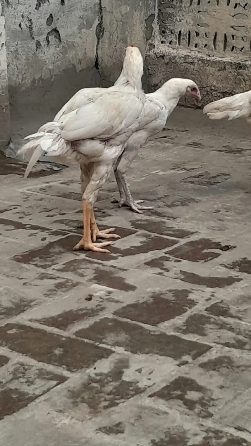 Heera Aseel for sale in Lahore — photo 9