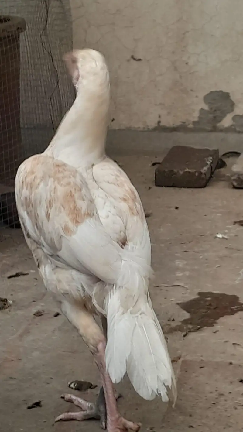 Heera Aseel for sale in Lahore — photo 10