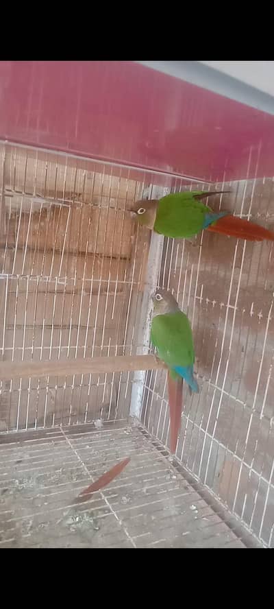 green chick Conor breeder pair