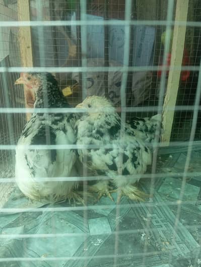 molted bantam pair for sale