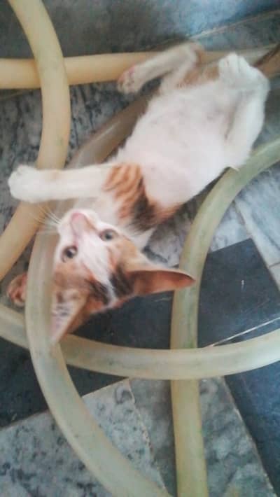 Kitten for Adoption beautiful colours very friendly