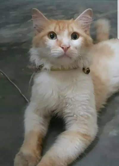 Persian male cat