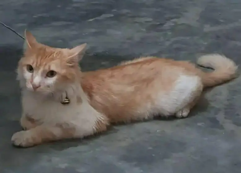 Persian male cat — photo 2