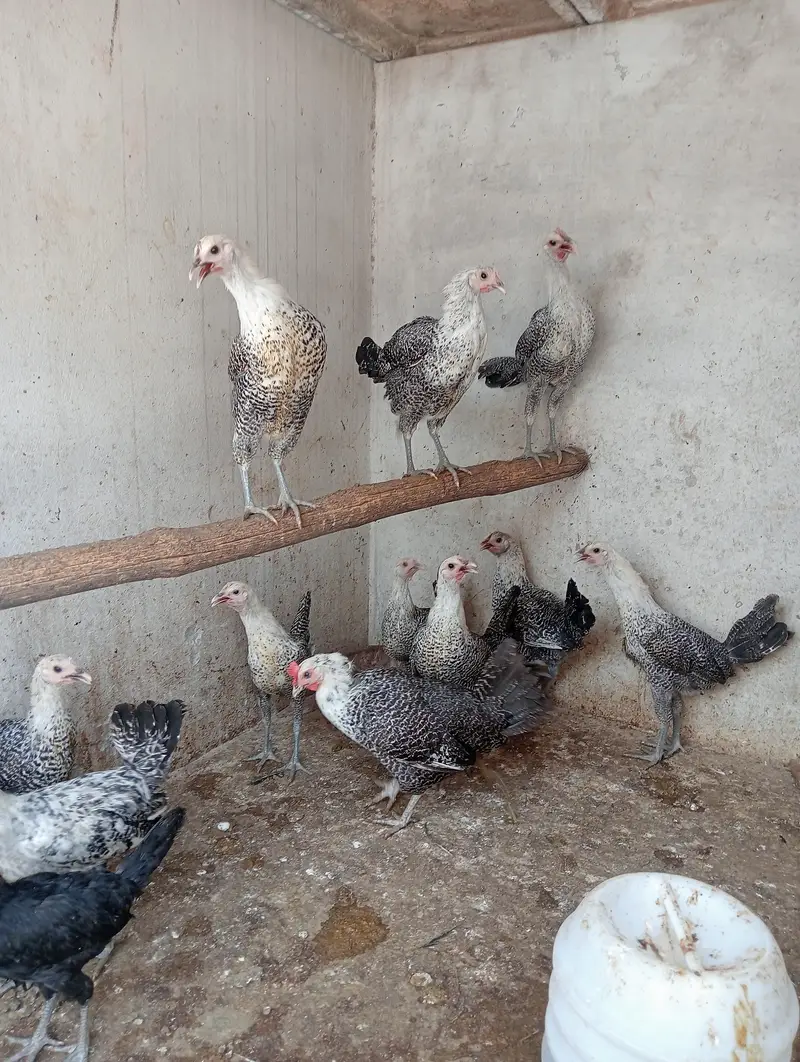 egyptian feyomi — photo 2