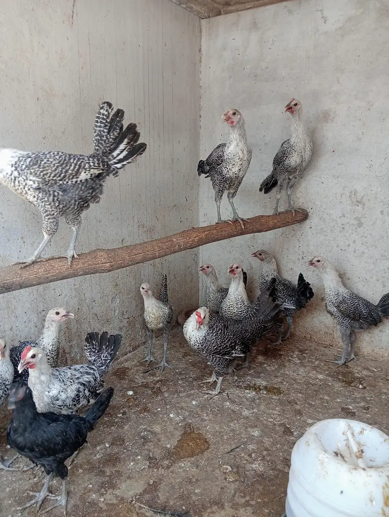 egyptian feyomi — photo 4
