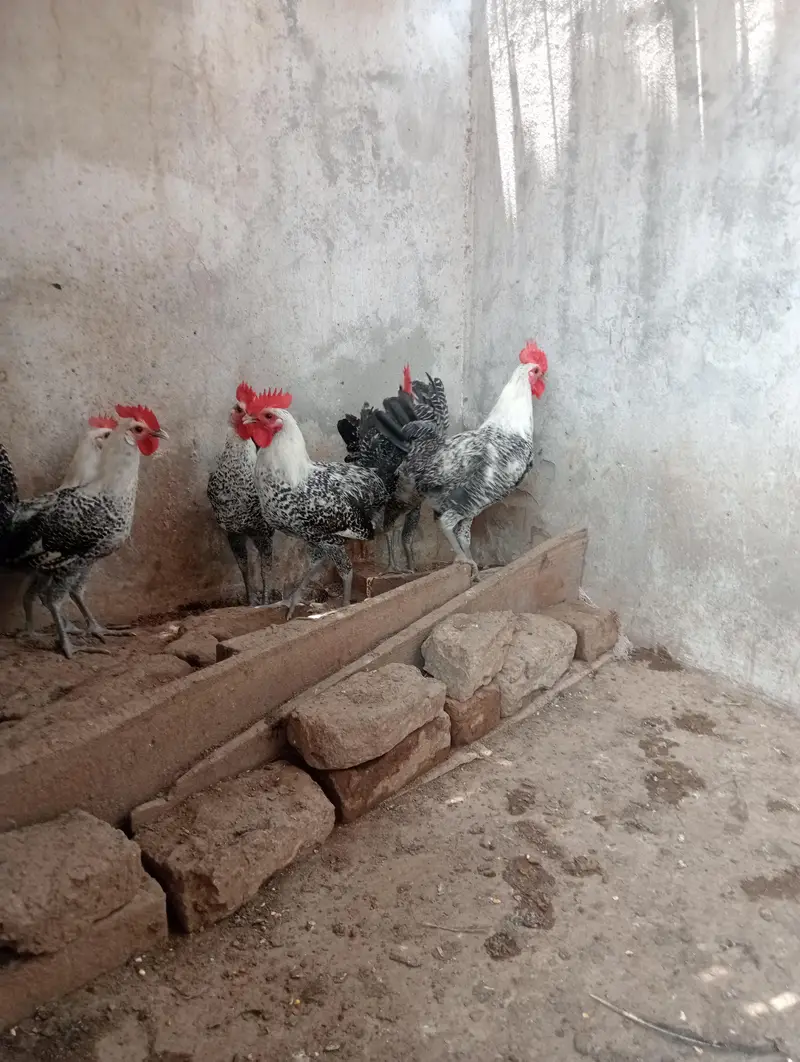 egyptian feyomi — photo 7