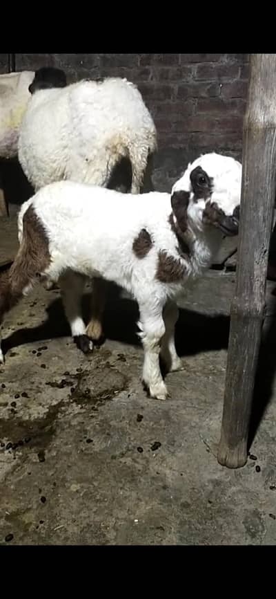 dasi sheep with male kid 03098289032