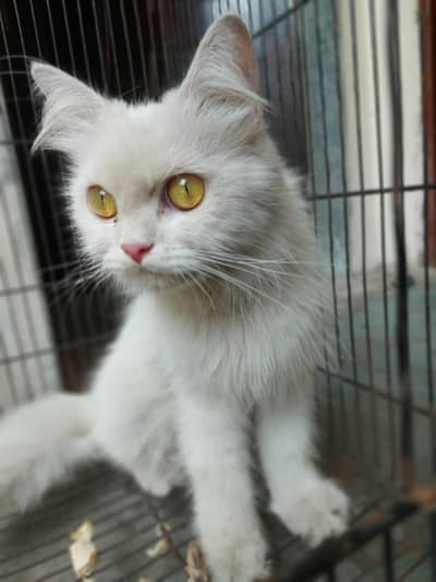 Persian cat jolly