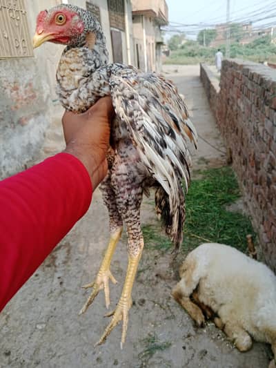 Aseel long hight Waly 4 month one price