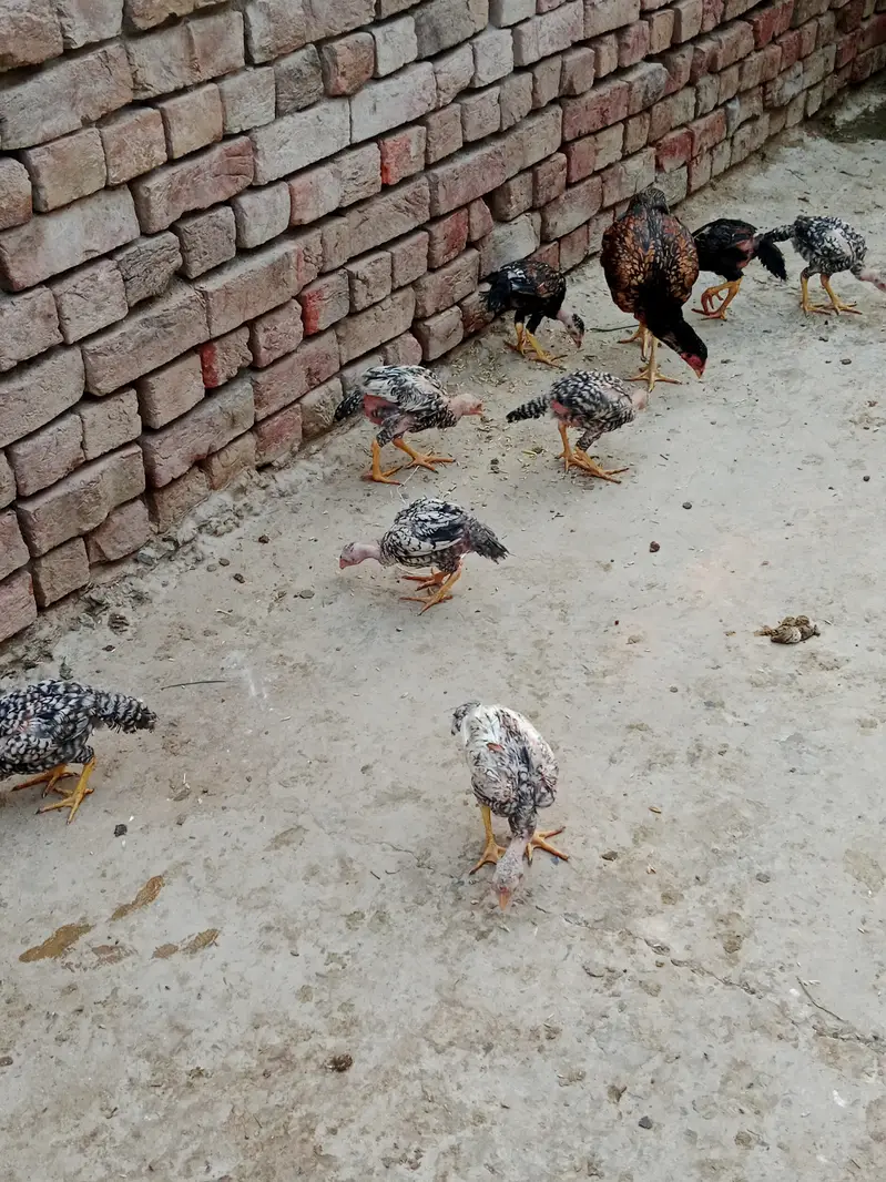 Aseel long hight Waly 4 month one price — photo 2