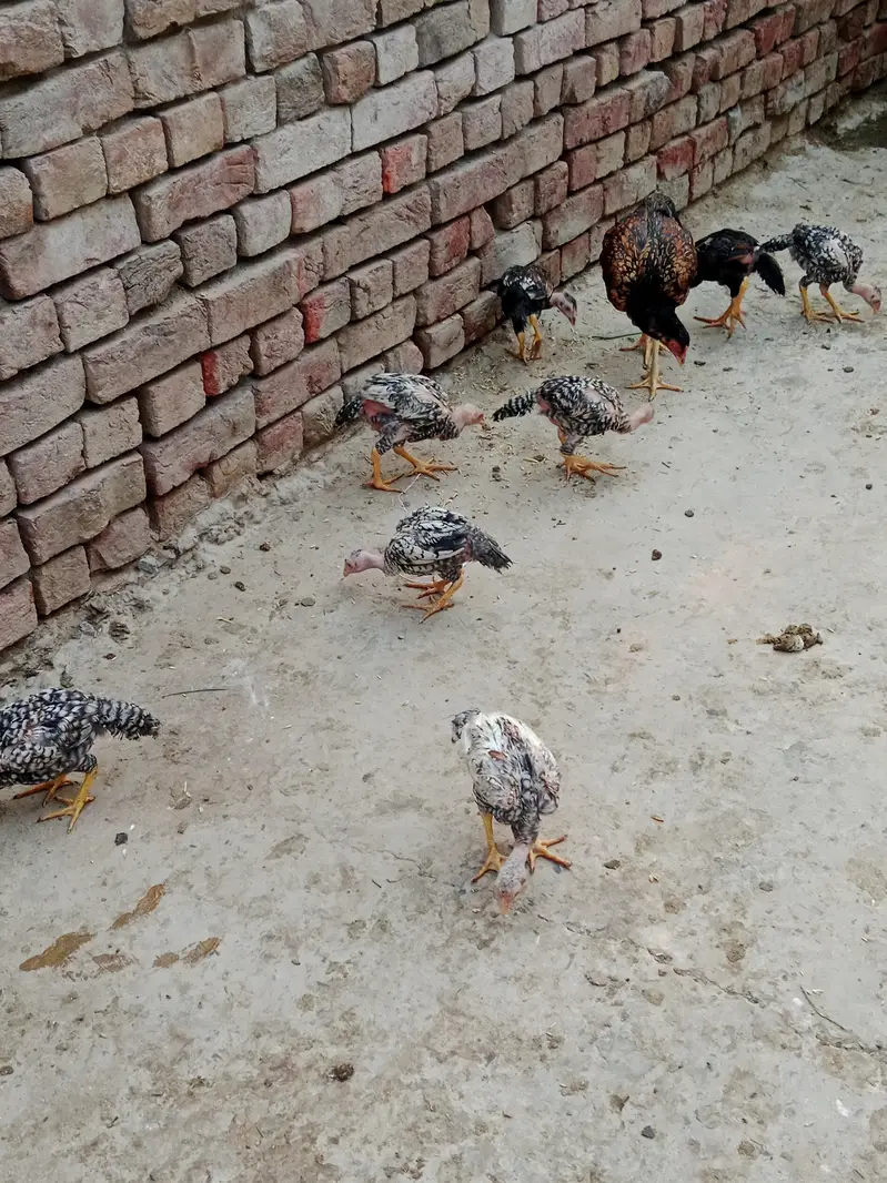 Aseel long hight Waly 4 month one price — photo 3