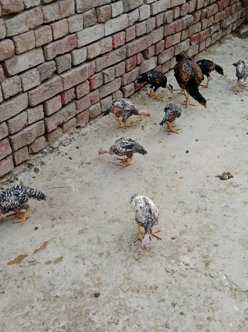 Aseel long hight Waly 4 month one price — photo 4