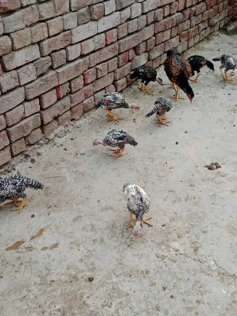 Aseel long hight Waly 4 month one price — photo 5