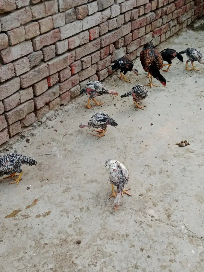Aseel long hight Waly 4 month one price — photo 6